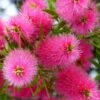 Callistemon Viminalis Bright Pink - Rince Bouteille Pleureur 1 Callistemon Viminalis Bright Pink - Rince Bouteille Pleureur -Promesse de fleurs Magasin Callistemon viminalis Bright Pink 87060 1