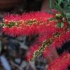 Callistemon Viminalis Captain Cook - Rince-bouteille 1 Callistemon Viminalis Captain Cook - Rince-bouteille -Promesse de fleurs Magasin Callistemon viminalis Captain Cook 87062 1