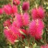 Callistemon Viminalis Hot Pink – Rince Bouteille -Promesse de fleurs Magasin Callistemon viminalis Hot Pink 82330 2