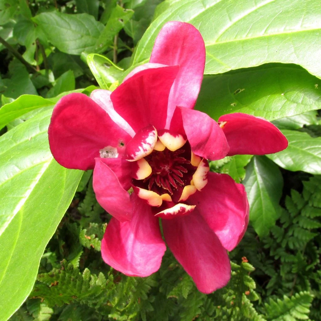 Calycanthus Raulstonii Aphrodite - Arbre Aux Anémones. 3 Calycanthus Raulstonii Aphrodite - Arbre Aux Anémones.