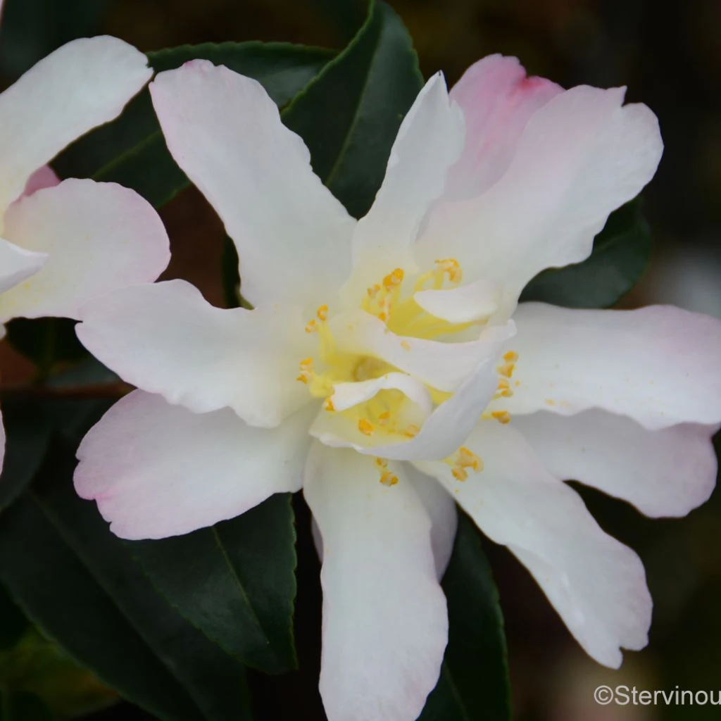 Camelia D'automne - Camellia Sasanqua Frosted Star 3 Camelia D'automne - Camellia Sasanqua Frosted Star