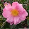 Camélia D'automne - Camellia Sasanqua Plantation Pink 2 Camélia D'automne - Camellia Sasanqua Plantation Pink -Promesse de fleurs Magasin Camelia Plantation Pink 7985 1