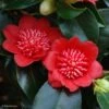 Camelia Bob's Tinsie - Camellia Japonica -Promesse de fleurs Magasin Camellia Bob s Tinsie 85273 1