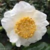 Camelia Fuji - Camellia Japonica De Higo -Promesse de fleurs Magasin Camellia Fuji 85277 1