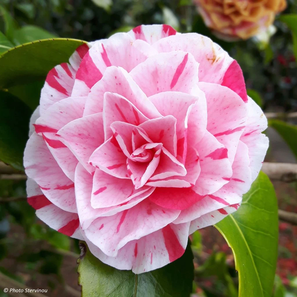 Camélia Lavinia Maggi - Camellia Japonica 3 Camélia Lavinia Maggi - Camellia Japonica