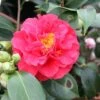 Camélia Blood Of China - Camellia Japonica 2 Camélia Blood Of China - Camellia Japonica -Promesse de fleurs Magasin Camellia japonica Blood of China 87690 1