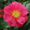 Camélia D'automne - Camellia Sasanqua Sekiyo 2 Camélia D'automne - Camellia Sasanqua Sekiyo -Promesse de fleurs Magasin Camellia sasanqua Sekiyo 85526 1