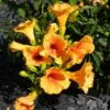 Bignone - Campsis Tagliabuana Summer Jazz Gold -Promesse de fleurs Magasin Campsis radicans Summer Jazz Gold 84460 1