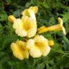 Campsis Radicans Yellow Trumpet (= Flava) - Bignone De Virginie -Promesse de fleurs Magasin Campsis radicans Yellow trumpet 681444 1