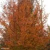 Carpinus Betulus Orange Retz - Charme Commun -Promesse de fleurs Magasin Carpinus betulus Orange Retz 82344 1