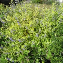 Caryopteris Worcester Gold - Spirée Bleue, Barbe-bleue