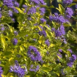 Caryopteris Incana Sunny Blue - Spirée Bleue, Barbe Bleue