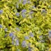 Caryopteris Incana Sunshine Blue - Barbe-bleue, Spirée Bleue -Promesse de fleurs Magasin Caryopteris incana Sunshine Blue 781571 1