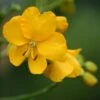 Cassia Floribunda - Senné -Promesse de fleurs Magasin Cassia floribunda 83252 1