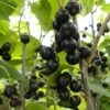 Cassissier Géant De Boskoop -Promesse de fleurs Magasin Cassis Geant de Boskoop 42844 1