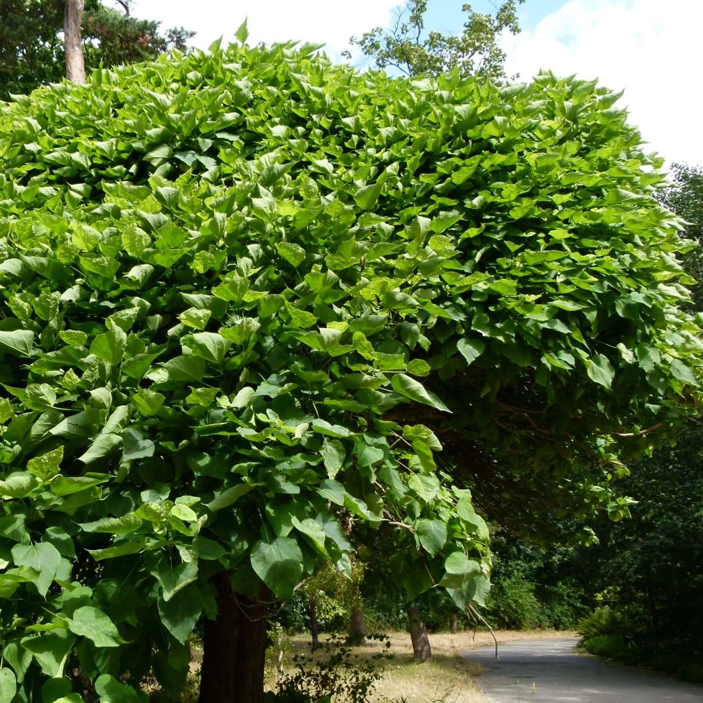 Catalpa Bignonioides Nana - Catalpa Boule 3 Catalpa Bignonioides Nana - Catalpa Boule