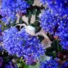 Ceanothus Dark Star - Lilas De Santa Barbara -Promesse de fleurs Magasin Ceanothus Dark Star 84621 1