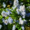Ceanothus Arboreus Concha - Lilas De Californie -Promesse de fleurs Magasin Ceanothus arboreus Concha 82192 1