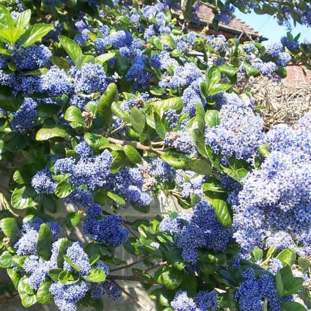 Céanothe Arboreus Trewithen Blue 3 Céanothe Arboreus Trewithen Blue
