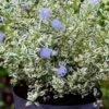 Céanothe Impressus Cool Blue - Lilas De Californie -Promesse de fleurs Magasin Ceanothus impressus Cool Blue 88784 1