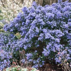 Céanothe Impressus Puget Blue - Lilas De Californie