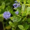 Céanothe Impressus Victoria -Promesse de fleurs Magasin Ceanothus impressus Victoria 83985 1