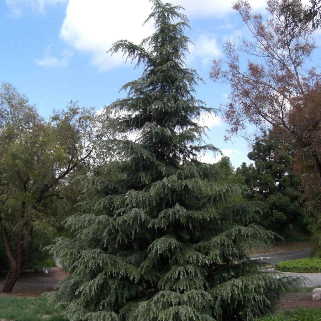 Cèdre De L'Himalaya - Cedrus Deodara 3 Cèdre De L'Himalaya - Cedrus Deodara