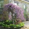 Cercis Canadensis Lavender Twist - Gainier Du Canada Pleureur Rose -Promesse de fleurs Magasin Cercis canadensis Lavender Twist 84478 1