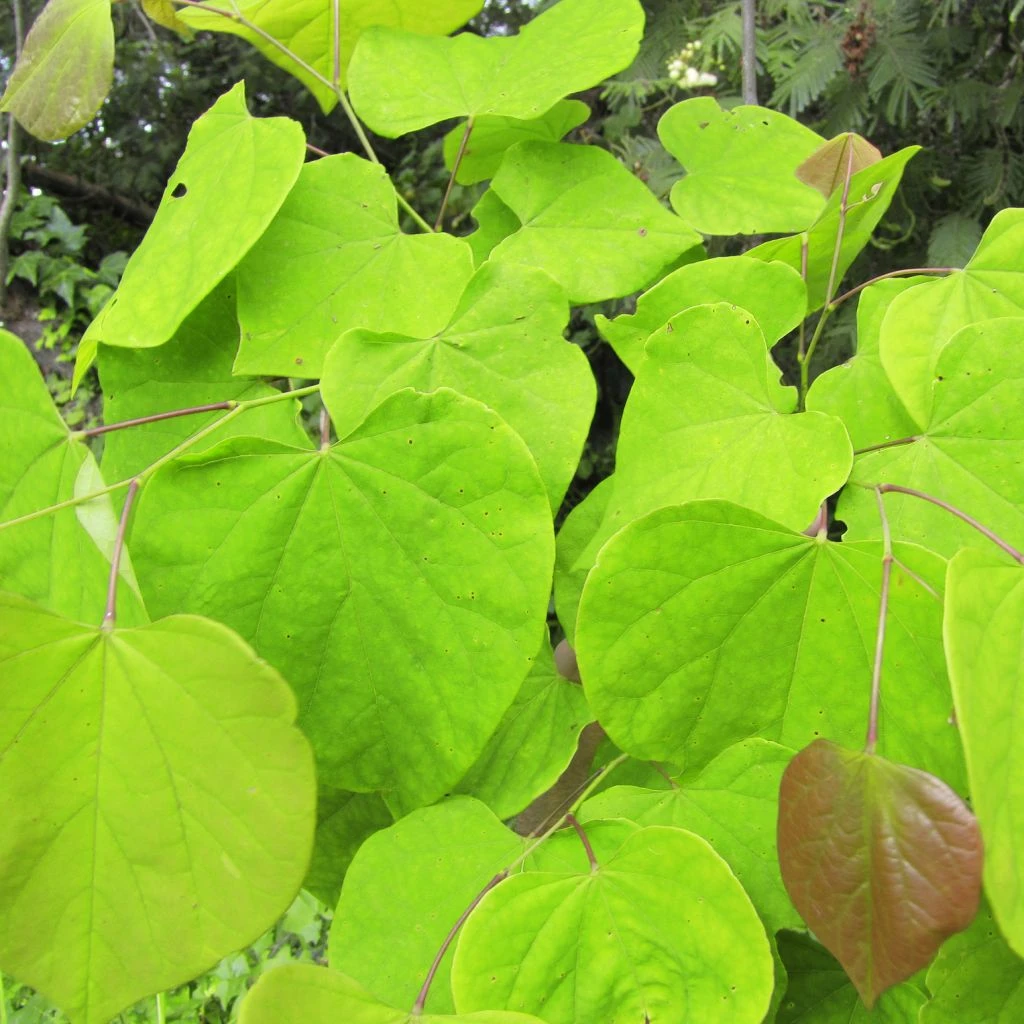 Cercis Canadensis Melon Beauty - Arbre De Judée Doré 3 Cercis Canadensis Melon Beauty - Arbre De Judée Doré