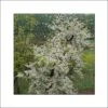 Cercis Canadensis Vanilla Twist - Gainier Du Canada Pleureur Blanc -Promesse de fleurs Magasin Cercis canadensis Vanilla Twist 83992 1