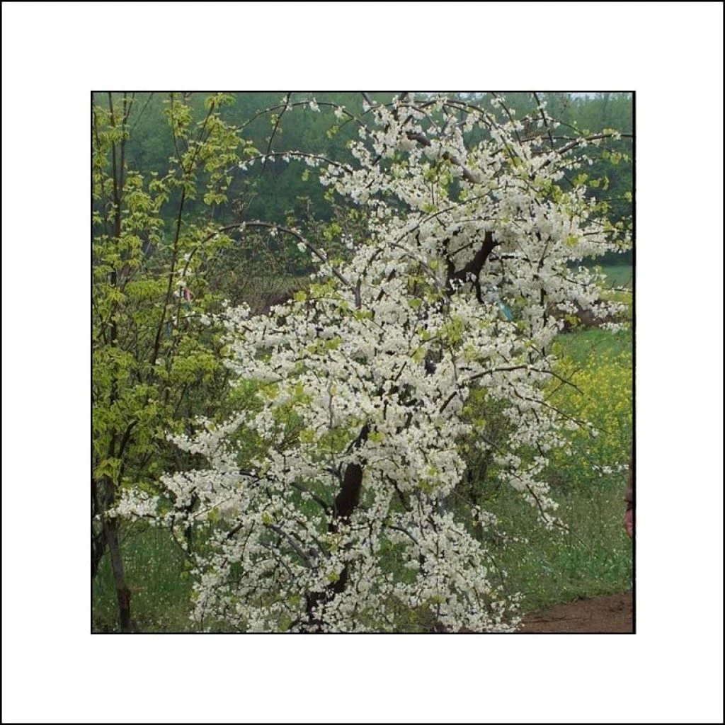 Cercis Canadensis Vanilla Twist - Gainier Du Canada Pleureur Blanc 3 Cercis Canadensis Vanilla Twist - Gainier Du Canada Pleureur Blanc