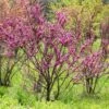 Cercis Chinensis Avondale - Arbre De Judée -Promesse de fleurs Magasin Cercis chinensis Avondale 0537003 1