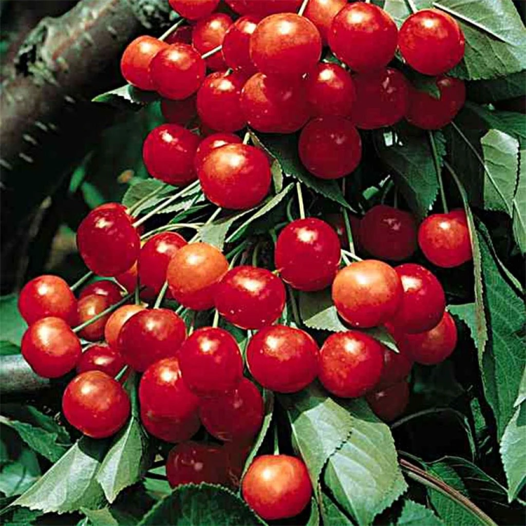 Cerisier Griottier Griotte De Montmorency Bio 3 Cerisier Griottier Griotte De Montmorency Bio