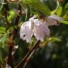 Cerisier à Fleurs Du Japon Nain - Prunus Incisa Oshidori -Promesse de fleurs Magasin Cerisier a fleurs du japon nain Prunus incisa Oshidori copright 8422111 1