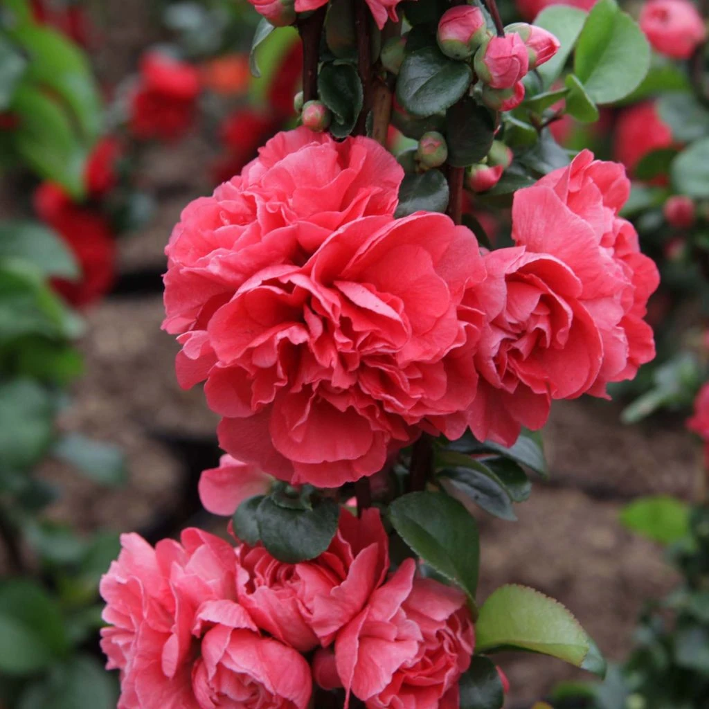 Cognassier Du Japon Pink Storm - Chaenomeles Speciosa 3 Cognassier Du Japon Pink Storm - Chaenomeles Speciosa