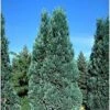 Chamaecyparis Lawsoniana Alumii - Cyprès De Lawson 2 Chamaecyparis Lawsoniana Alumii - Cyprès De Lawson -Promesse de fleurs Magasin Chamaecyparis lawsoniana Alumii 87923 1