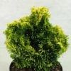 Chamaecyparis Obtusa Andorra - Faux Cyprès Hinoki Du Japon 2 Chamaecyparis Obtusa Andorra - Faux Cyprès Hinoki Du Japon -Promesse de fleurs Magasin Chamaecyparis obtusa Andorra 624002 1