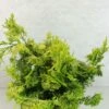 Chamaecyparis Obtusa Aurea - Faux Cyprès Hinoki Du Japon -Promesse de fleurs Magasin Chamaecyparis obtusa Aurea 625002 1