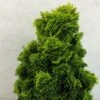 Chamaecyparis Obtusa Aurora - Faux Cyprès Hinoki Du Japon Nain 1 Chamaecyparis Obtusa Aurora - Faux Cyprès Hinoki Du Japon Nain -Promesse de fleurs Magasin Chamaecyparis obtusa Aurora 626002 1