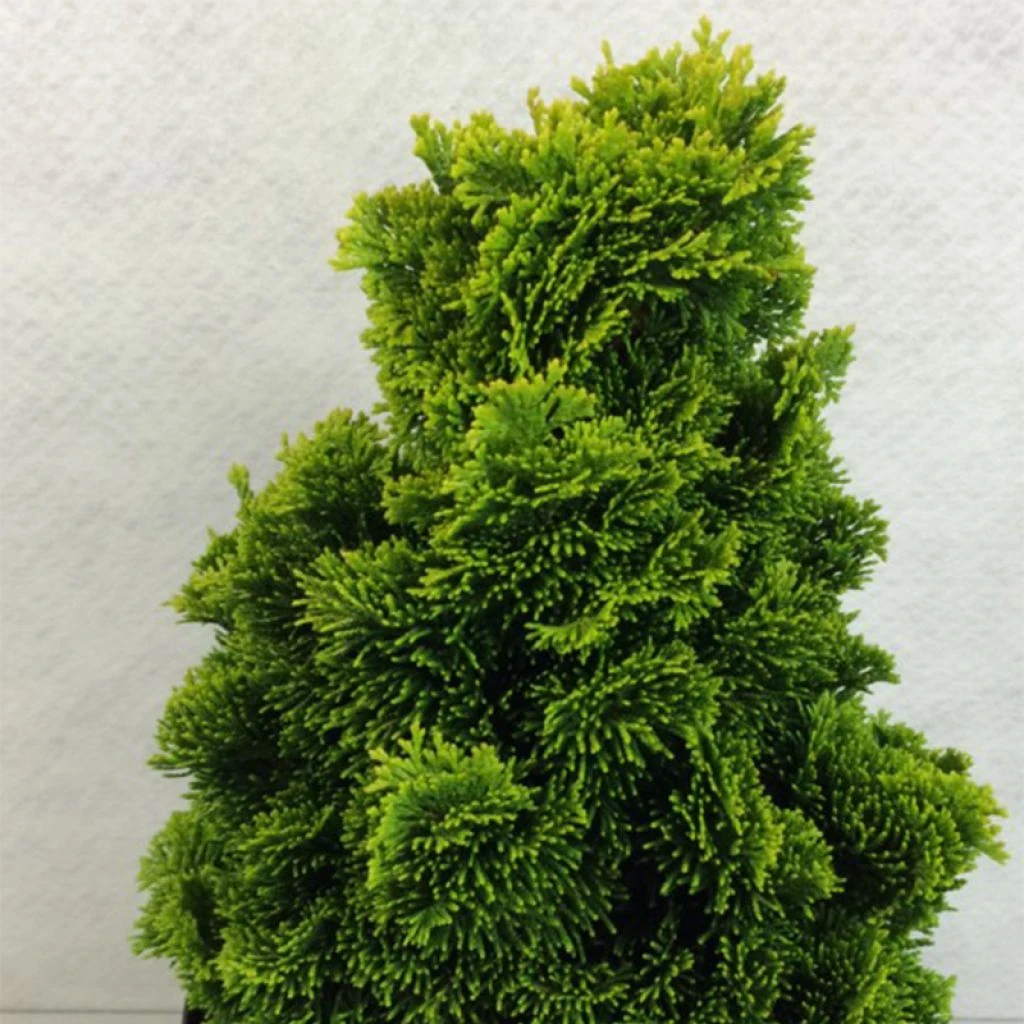 Chamaecyparis Obtusa Aurora - Faux Cyprès Hinoki Du Japon Nain 3 Chamaecyparis Obtusa Aurora - Faux Cyprès Hinoki Du Japon Nain