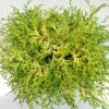 Chamaecyparis Obtusa Kamarachiba - Faux Cyprès Hinoki Du Japon -Promesse de fleurs Magasin Chamaecyparis obtusa Kamarachiba 631002 1