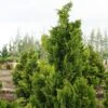 Chamaecyparis Obtusa Nana Gracilis - Faux Cyprès Du Japon -Promesse de fleurs Magasin Chamaecyparis obtusa Nana Gracilis 0633002 1