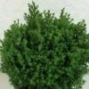 Chamaecyparis Obtusa Wissel - Faux Cyprès Hinoki Du Japon 2 Chamaecyparis Obtusa Wissel - Faux Cyprès Hinoki Du Japon -Promesse de fleurs Magasin Chamaecyparis obtusa Wissel 637002 1