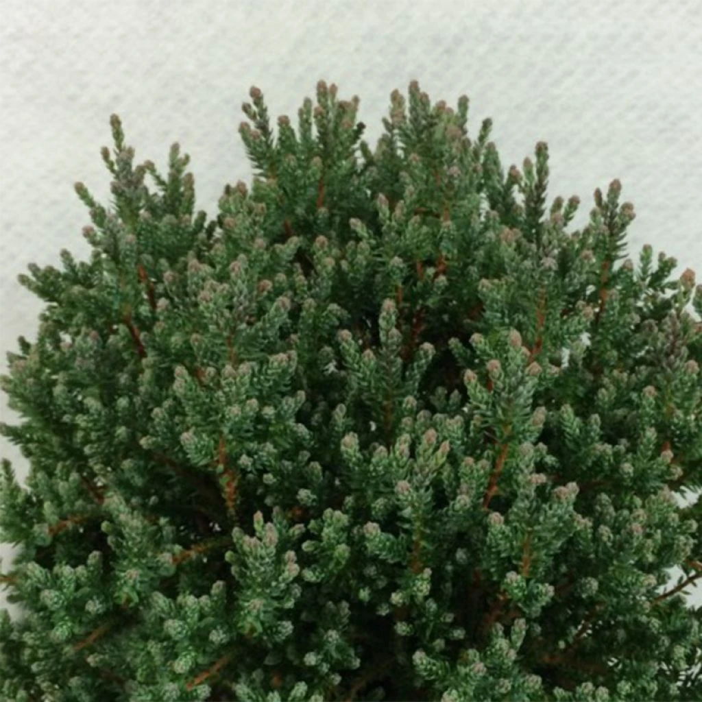 Chamaecyparis Thyoides Blue Rock 3 Chamaecyparis Thyoides Blue Rock