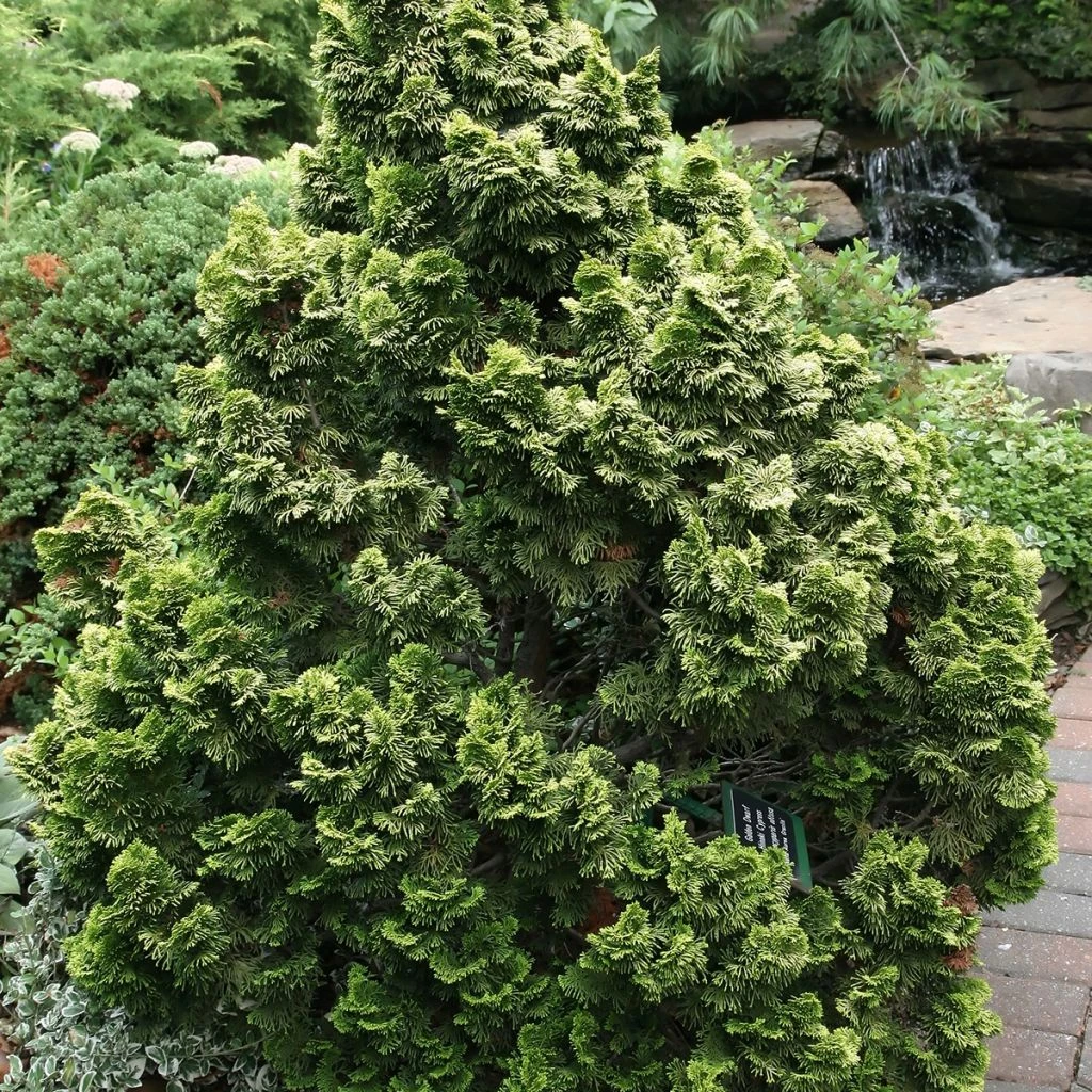 Cyprès Hinoki Du Japon - Chamaecyparis Obtusa Nana Aurea 3 Cyprès Hinoki Du Japon - Chamaecyparis Obtusa Nana Aurea