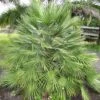 Chamaerops Humilis - Palmier Nain -Promesse de fleurs Magasin Chamaerops humilis 832532 1