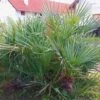 Chamaerops Humilis Cerifera - Palmier Nain Bleuté 1 Chamaerops Humilis Cerifera - Palmier Nain Bleuté -Promesse de fleurs Magasin Chamaerops humilis Cerifera 82193 1