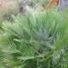 Chamaerops Humilis Compacta - Palmier Nain 1 Chamaerops Humilis Compacta - Palmier Nain -Promesse de fleurs Magasin Chamaerops humilis Compacta 83256 1