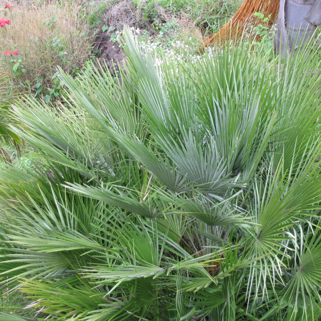 Chamaerops Humilis Compacta - Palmier Nain 3 Chamaerops Humilis Compacta - Palmier Nain