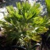 Chamaerops Humilis Vulcano - Palmier Nain -Promesse de fleurs Magasin Chamaerops humilis Vulcano 82194 1